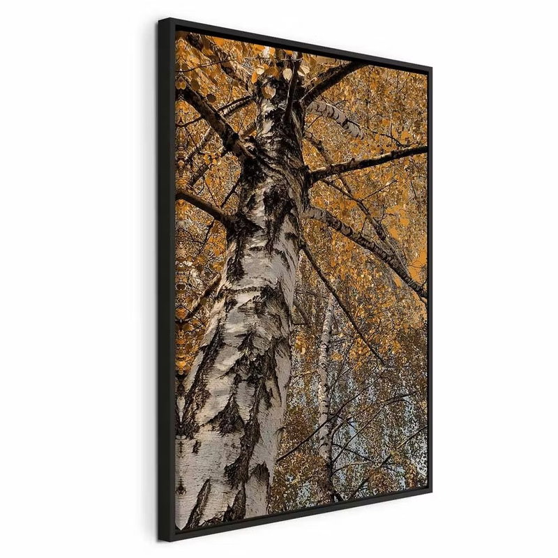 Autumn colours vertical – svart ram. En vit och mörkfläckig björkstam sträcker sig uppåt genom ett tak av täta gula och orange höstlöv.