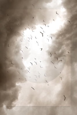 Birds in the clouds vertical – motivvy. Många små fågelsilhuetter cirklar i en ljus öppning mellan mörka, brungrå moln.