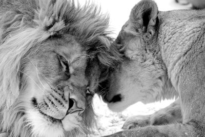 Lion and s love – motivvy. Två lejon lutar sina huvuden mot varandra i en tät svartvit närbild.