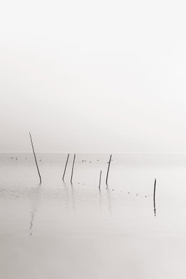Misty trail vertical – motivvy. Några smala mörka pålar reser sig ur ett mycket ljust, disigt vattenlandskap.
