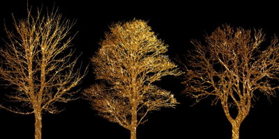 Golden forest wide – motivvy. Tre finförgrenade, guldfärgade träd står i rad mot en helt svart bakgrund.