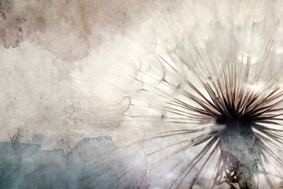 Dandelions in the clouds – motivvy. En stor mörk fröboll med tunna ljusa strån framträder över gråvita skikt och ett disigt blågrått landskap.