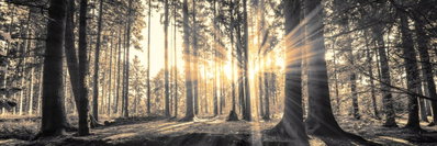 Forest sun – motivvy. Varma solstrålar når mellan höga, raka trädstammar och bildar långa skuggor över skogsmarken.