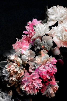 Peony charm colorful bouquet – motivvy. Vita och rosa blommor med mörka blad fyller en svart bakgrund i en tät bukett.