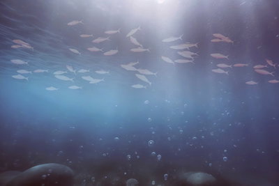 Fish in the depths – motivvy. Ett ljust fiskstim rör sig över bildens övre del i ett mörkblått undervattensmotiv med mjuka ljusstrålar.