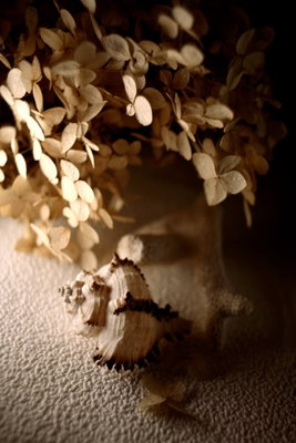 Humming seashell vertical – motivvy. En liten snäcka ligger framför ett kärl med ljusa, torra blad i varmt sidoljus.