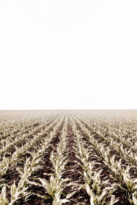 Corn field vertical – motivvy. Täta, parallella rader av torra växtrester leder över ett brunt fält mot en stor och ljus himmel.