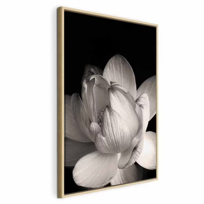 Delicacy of petals in nature – naturfärgad ram. En stor ljus lotusblomma fyller den stående bilden med mjuka grå skuggor mot en svart bakgrund.