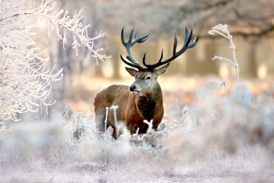 Deer in the cold – motivvy. En brun hjort med stor hornkrona står bland vita, frosttäckta grenar i ett ljust vinterlandskap.