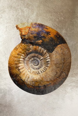 Petrified colour vertical – motivvy. En rundad spiralform i ockra, grått och mörkblått ligger mot en ljus strukturerad bakgrund.
