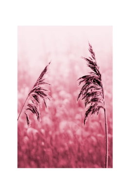 Ruby stalk vertical – motivvy. Mörkrosa gräsax framträder mot en mjukt suddig rosa bakgrund.