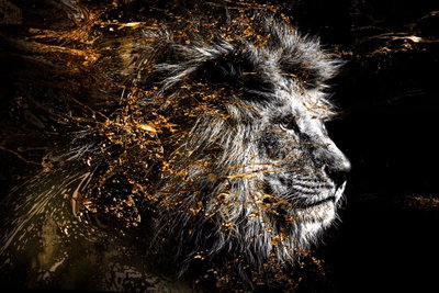 King of the sun wide – motivvy. Ett lejons profil framträder bland mörka och guldfärgade färgspår mot en svart bakgrund.