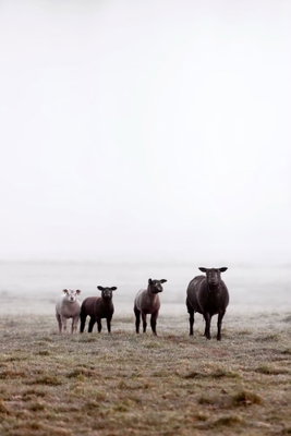 Friends in the morning – motivvy. En liten grupp får står på kort gräs under en stor, nästan vit dimhimmel.