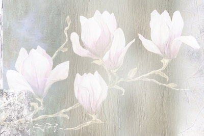 White magnolias wide – motivvy. Vita och blekt rosa magnoliablommor ligger mot en mjukt grågrön bakgrund.
