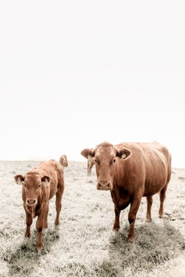 Mother and calf vertical – motivvy. En brun ko och en mindre kalv står nära bildens nedre del, med en stor vit yta ovanför.