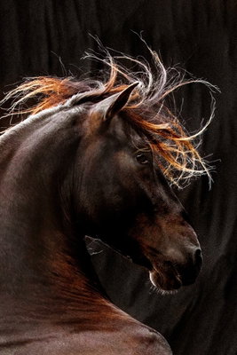 Fiery wind vertical – motivvy. En mörk häst sänker huvudet medan manens bruna och ljusa strån fångar ljuset mot svart bakgrund.