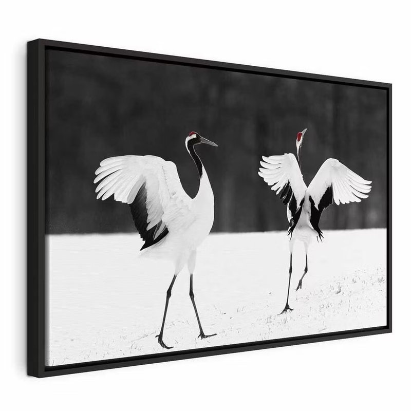 Dancing cranes wide – svart ram. Två långbenta fåglar med utbredda vita vingar och små röda huvuddetaljer står på ljus mark framför mörk skog.