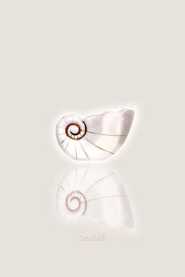 Ceramic shell vertical – motivvy. En ljus spiralformad snäcka speglas nedåt på en varmgrå botten med gott om tom bildyta.