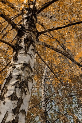 Autumn colours vertical – motivvy. En vit och mörkfläckig björkstam sträcker sig uppåt genom ett tak av täta gula och orange höstlöv.