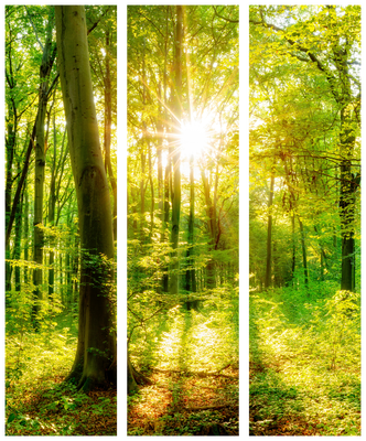 3-delad ljuddämpande rumsavdelare – Forest Rays – produktbild från leverantören