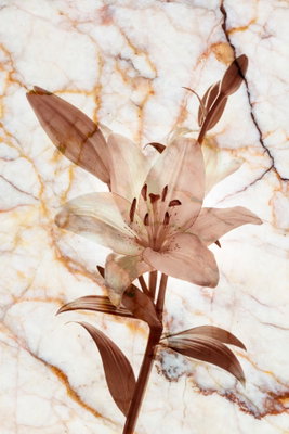 Elegance of a flower – motivvy. En ljus liljeliknande blomma och tunna, rostbruna blad återges mot en ljus marmorerad bakgrund.