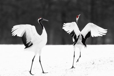Dancing cranes wide – motivvy. Två långbenta fåglar med utbredda vita vingar och små röda huvuddetaljer står på ljus mark framför mörk skog.