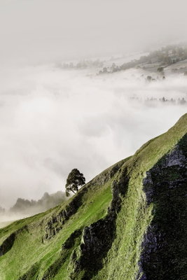 Tree above clouds vertical – motivvy. En brant grön sluttning med ett litet träd sticker upp över vita moln mot en grå horisont.