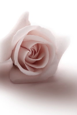 Floral glamour glow delicate – motivvy. En blekrosa ros med tätt rullade kronblad framträder mot en mjukt vit och rosa bakgrund.