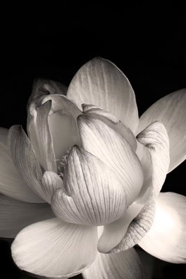 Delicacy of petals in nature – motivvy. En stor ljus lotusblomma fyller den stående bilden med mjuka grå skuggor mot en svart bakgrund.
