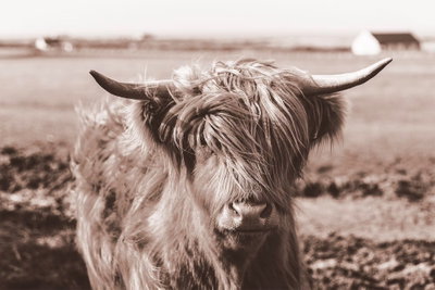 A scottish cow in sepia – motivvy. Ett långhårigt nötkreatur med breda horn står i ett öppet fält i ett varmt, bruntonat fotografi.