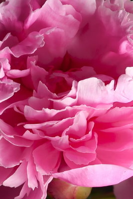 Blossom of beauty pink peony – motivvy. Lager av starkt rosa, veckade kronblad fyller den stående bildytan i en tät blomsterbild.
