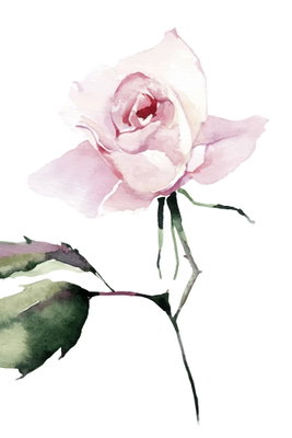 Lonely rose vertical – motivvy. En blekt rosa ros med gröna blad tecknar sig i ett mjukt målat motiv mot vitt.