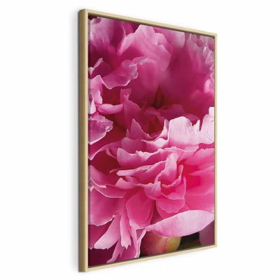 Blossom of beauty pink peony – naturfärgad ram. Lager av starkt rosa, veckade kronblad fyller den stående bildytan i en tät blomsterbild.