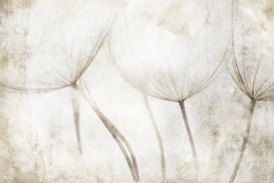 Peaceful tale wide – motivvy. Ljusa, skira fröställningar möter en nästan vit och beige bakgrund med mjuka skuggor.