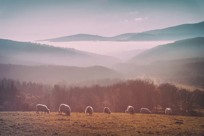 Sheep in mountain landscape – motivvy. Små får betar på ett fält nedanför skogsklädda berg med rosa och grå dimma mellan höjderna.