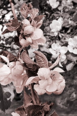 Balance in nature vertical – motivvy. Små blekrosa blommor sitter tätt på en gren framför mörka, mjukt suddiga blad.