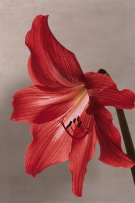 Red flower vertical – motivvy. En stor röd blomma med tydliga kronbladsveck och mörka ståndare framträder mot gråbeige.