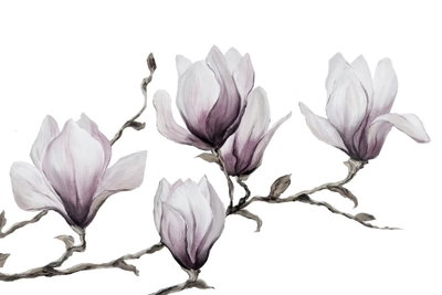Painted magnolias wide – motivvy. Vita och blekt violetta magnoliablommor sitter på en tunn, mörk gren mot vitt.