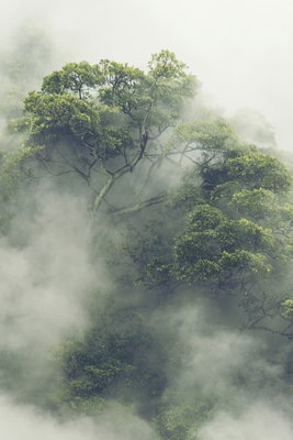 Foggy amazon vertical – motivvy. Täta gröna trädkronor träder fram ur ljus dimma som sveper mellan grenarna.
