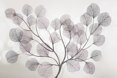 Leaves in the wind wide – motivvy. Runda gråvioletta blad med fina nerver sitter längs tunna stjälkar på en ljus botten.