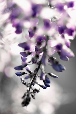 Violet ringtones vertical – motivvy. Hängande violetta blommor framträder mot en mjukt suddig grågrön bakgrund.