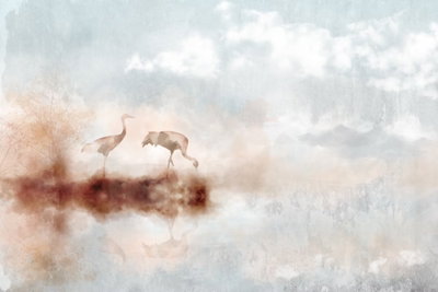 Cranes in the morning wide – motivvy. Två långbenta fåglar och deras speglingar framträder i ett disigt landskap i crème, rosa och blågrått.