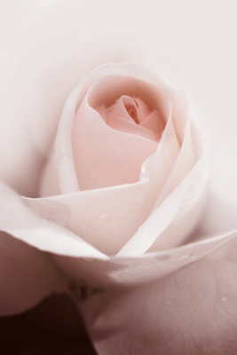 Level of feelings vertical – motivvy. Mjukt veckade, blekt rosa kronblad fyller bilden kring rosens rundade mitt.