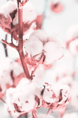Blooming cotton vertical – motivvy. Vita bomullstussar på rödbruna stjälkar återges i en tät närbild med mjuka rosa skuggor.