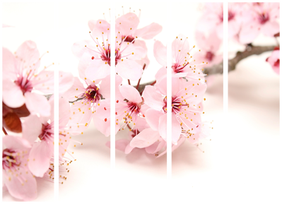 5-delad ljuddämpande rumsavdelare – Cherry blossom – produktbild från leverantören