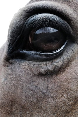 Honest eyes vertical – motivvy. Ett stort, mörkt hästöga och den grå pälsen runtom fyller bildytan i en tät fotografisk närbild.