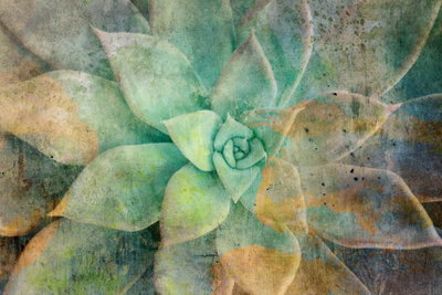 Blooming tones wide – motivvy. En rosett av tjocka gröna blad möter slitna, skiktade färger i turkost, grått och ockra.