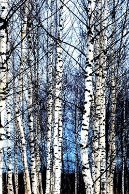 Frosty january vertical – motivvy. Täta, vita björkstammar med mörka barkspår sträcker sig uppåt mot en kall blåvit himmel.