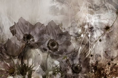 Anemones in sepia wide – motivvy. Mörka anemonliknande blommor och skira stjälkar möter ljusa trådmönster och dimmiga gråbruna skikt.