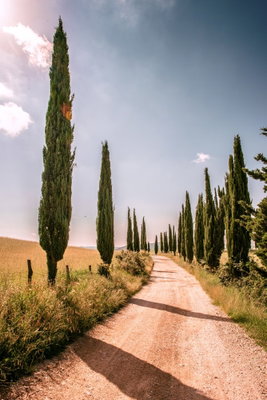 Italian cypresses vertical – motivvy. En rak grusväg leder mellan smala höga cypresser och torra fält under en blågrå himmel.